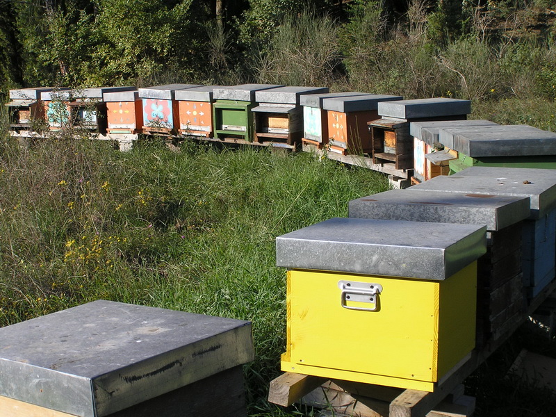 Viaggio in Italia di un corriere di limax